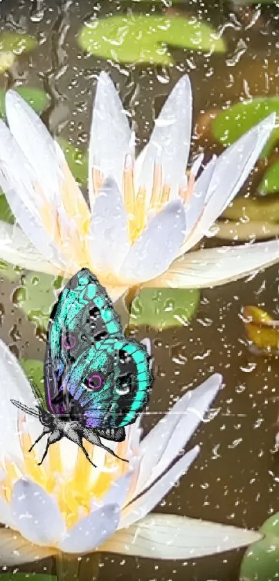 Colorful butterfly rests on white water lilies.