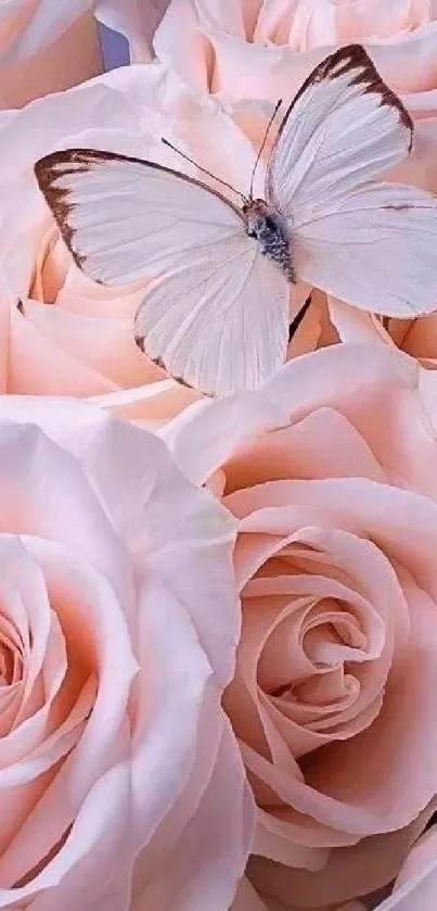 White butterfly on peach roses wallpaper.