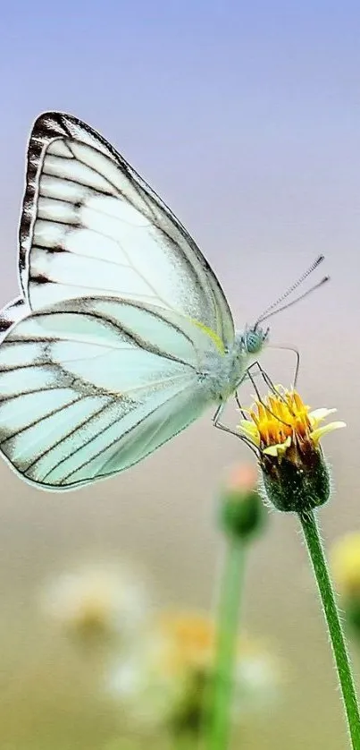 White butterfly on a yellow flower with soft background.