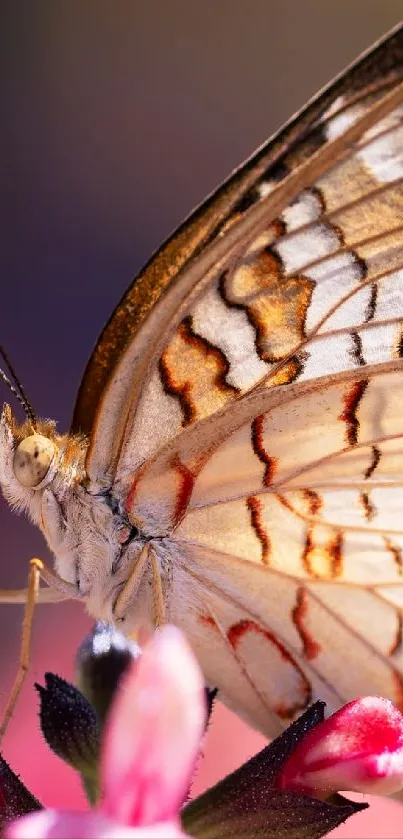 Close-up of a butterfly on a flower with intricate wing patterns.