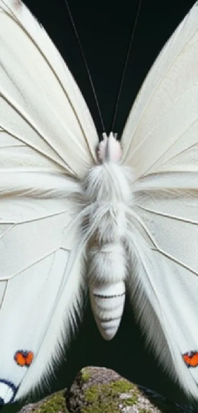 Close-up view of a white butterfly with detailed patterns.