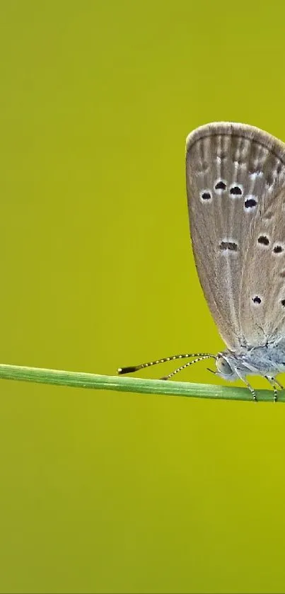 Two butterflies perched on a green leaf with an olive green background.