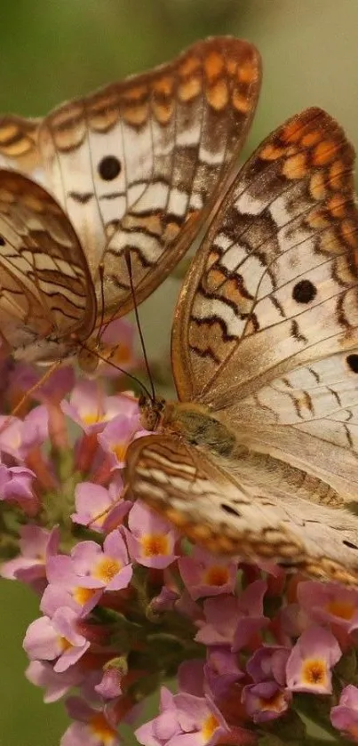 Two butterflies resting on pink flowers.