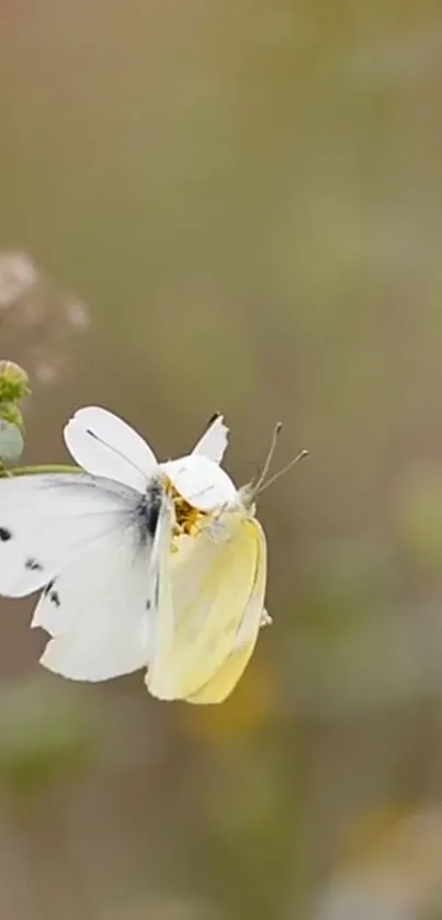 Two contrasting butterflies on a flower in a serene setting wallpaper.