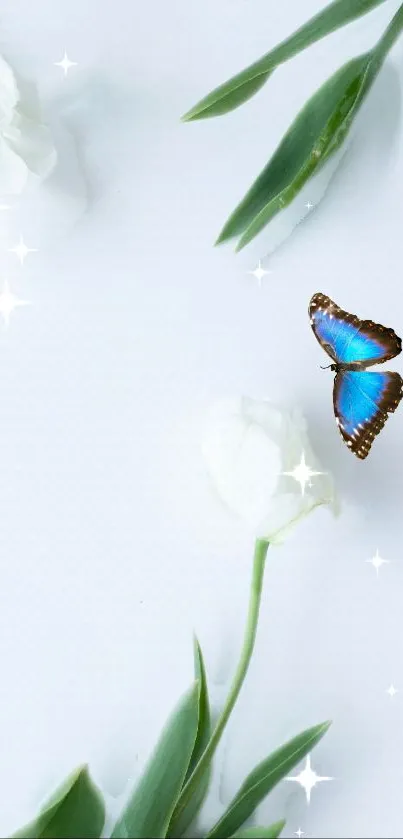 Blue butterfly on white flowers wallpaper.