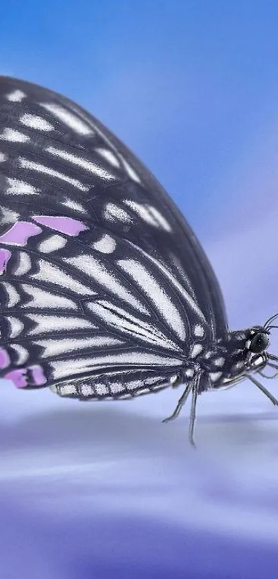 Elegant butterfly on a serene blue background.