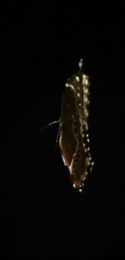 Butterfly flying against a dark background.