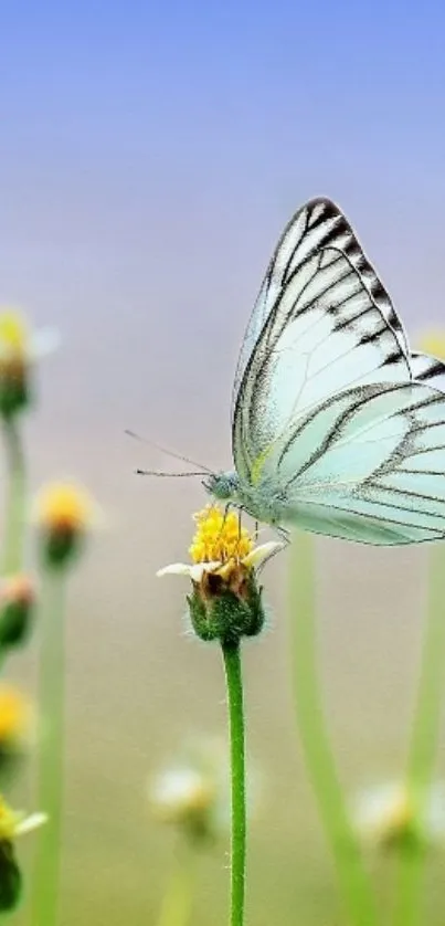 Butterfly perched on wildflower with blue sky background.