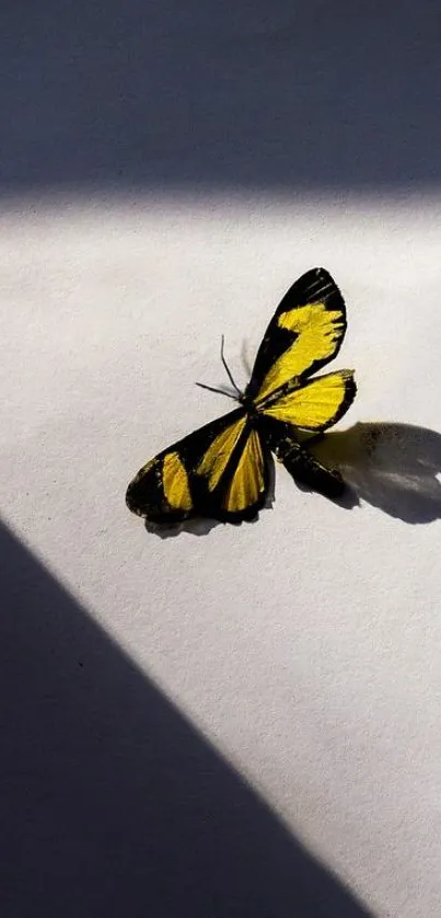 Yellow and black butterfly on white surface with shadow.