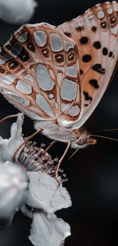 Elegant orange butterfly on a flower, perfect for mobile wallpaper.