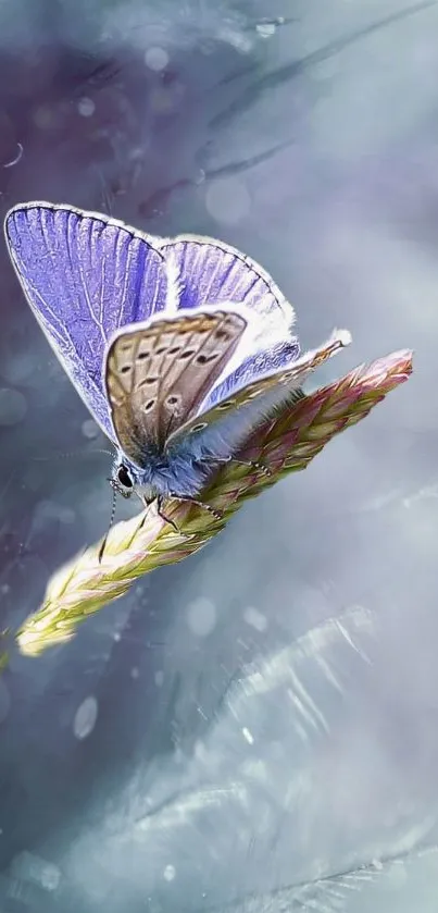 Lavender butterfly resting on a plant with a soft dreamy background.