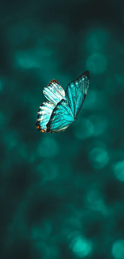 Elegant butterfly with teal wings on a blurred teal background.