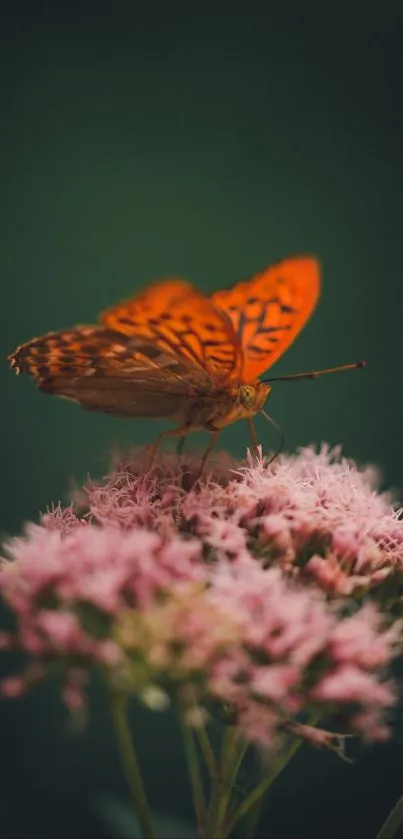 Orange butterfly perched on pink flowers with a dark green background.