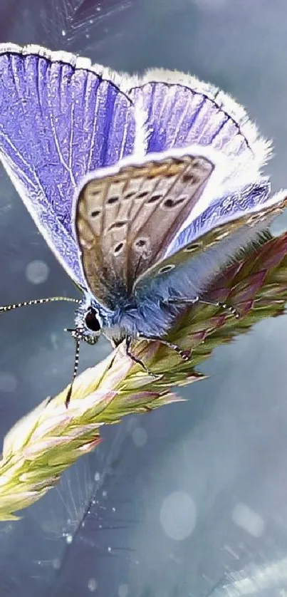 Purple butterfly resting on a dewy plant.