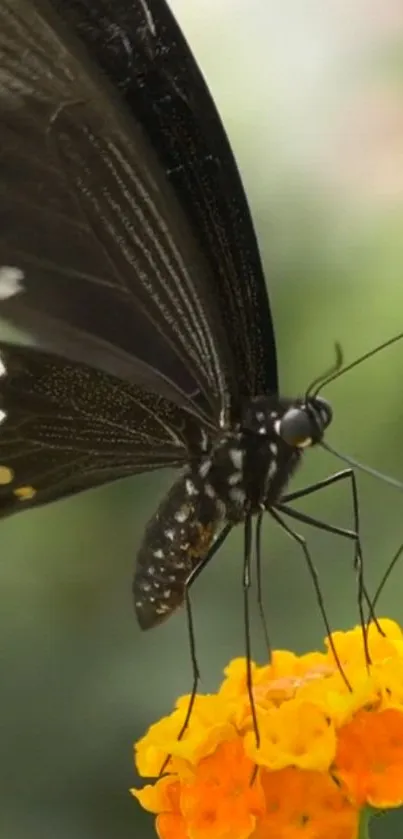 Close-up of butterfly on vibrant yellow flower.