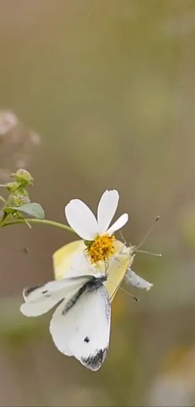 A butterfly rests on a white flower with soft green background.