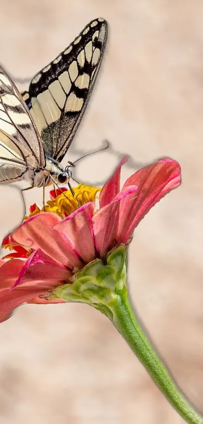 Elegant butterfly on pink flower close-up.