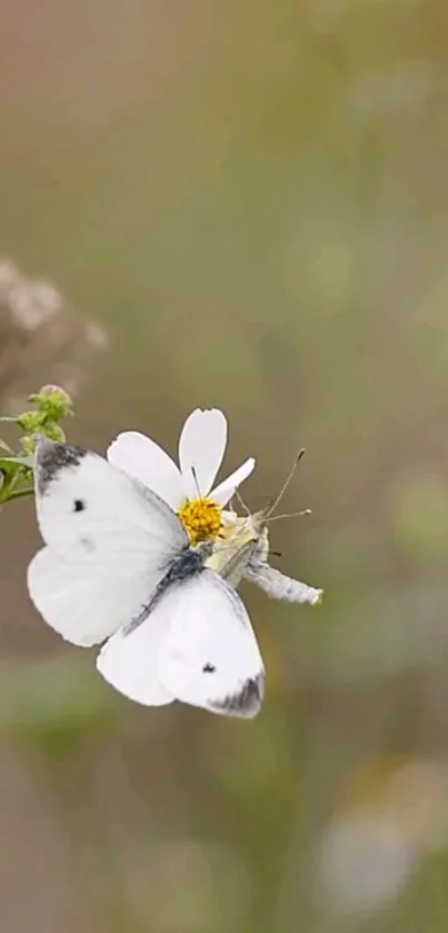 White butterfly on yellow centered white blossom in gentle focus.