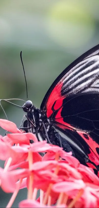 Elegant butterfly on a vibrant pink flower in nature.