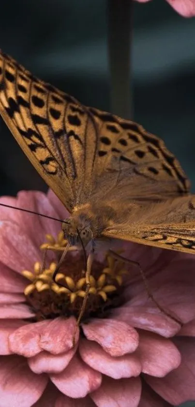 A patterned butterfly rests elegantly on a pink blossom.