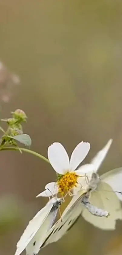 Butterfly resting on a white flower with a soft beige background.