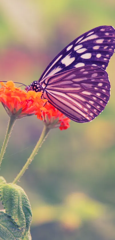 Butterfly perched on vibrant orange blossom with a soft green backdrop.