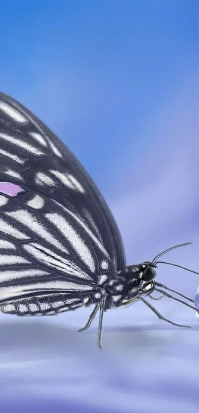 Close-up of a butterfly on a blue background with a droplet.