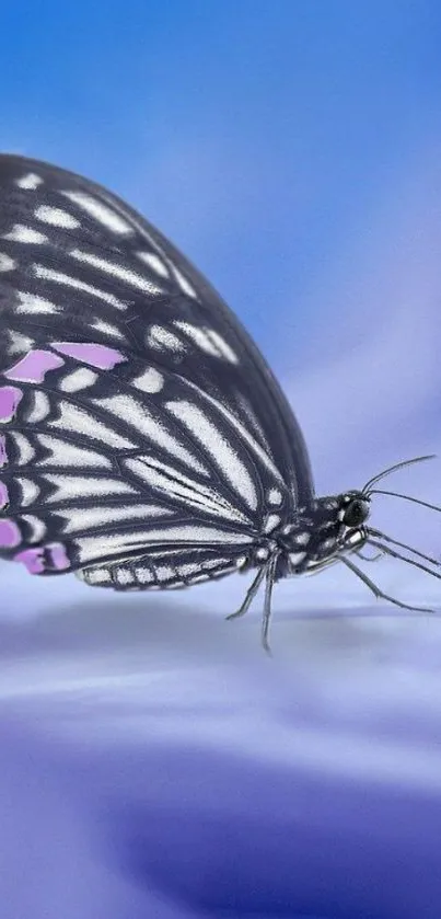 Graceful butterfly on blue petal background.