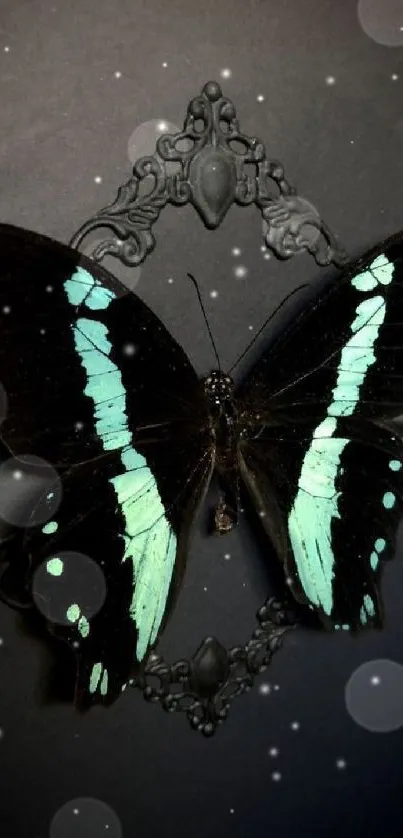 Elegant butterfly with teal wings on dark backdrop.