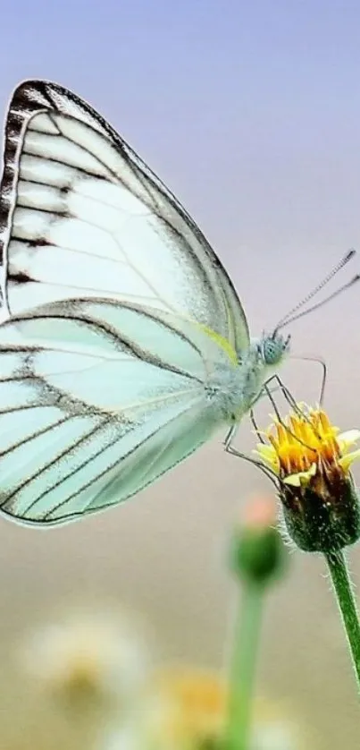 Graceful butterfly perched on a flower.