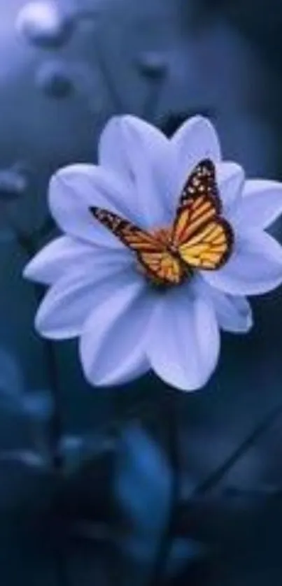 Bright butterfly on a white flower against a deep blue background wallpaper.