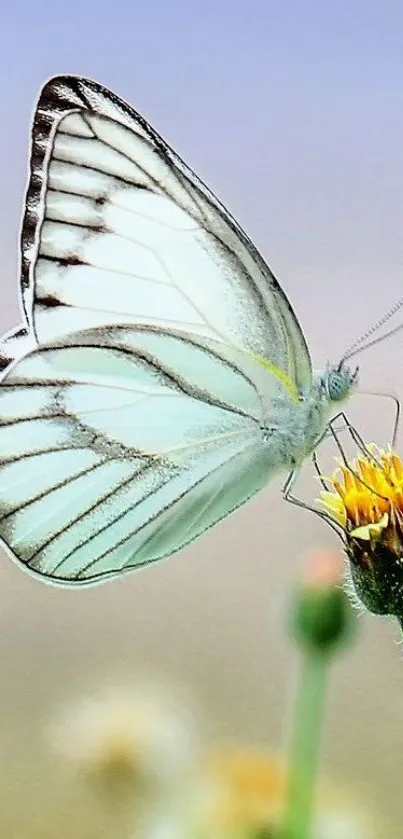 Graceful butterfly on yellow flower wallpaper.