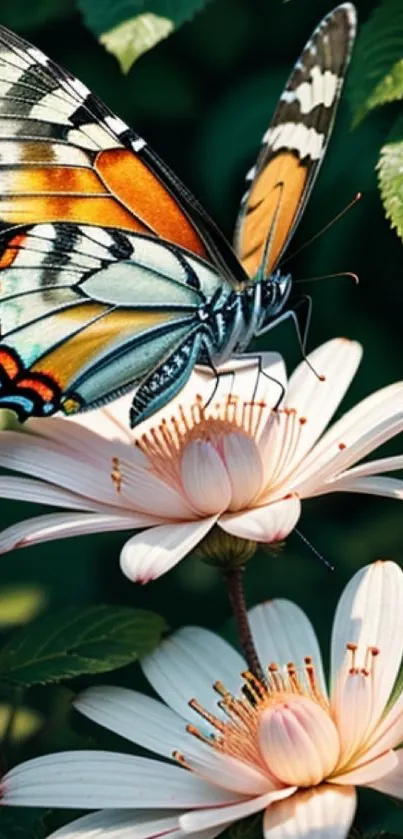 Colorful butterfly on white flowers in nature wallpaper.