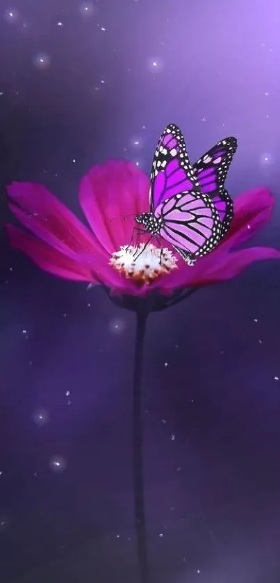 Vibrant purple butterfly on flower against dark background.