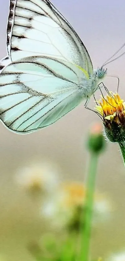 Elegant butterfly resting on a vibrant flower close-up.