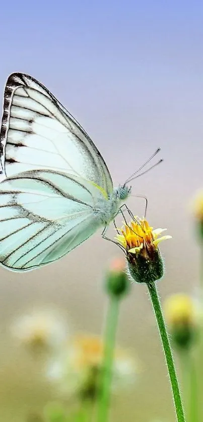 Butterfly resting on a flower with blurred natural background.