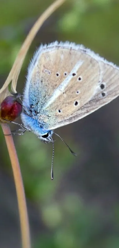 Elegant butterfly resting on a delicate flower with soft colors in natural setting.