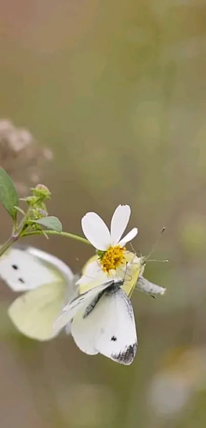 Butterfly rests on a white flower with soft beige background.