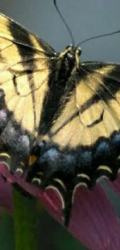 Yellow and black butterfly on pink flower.