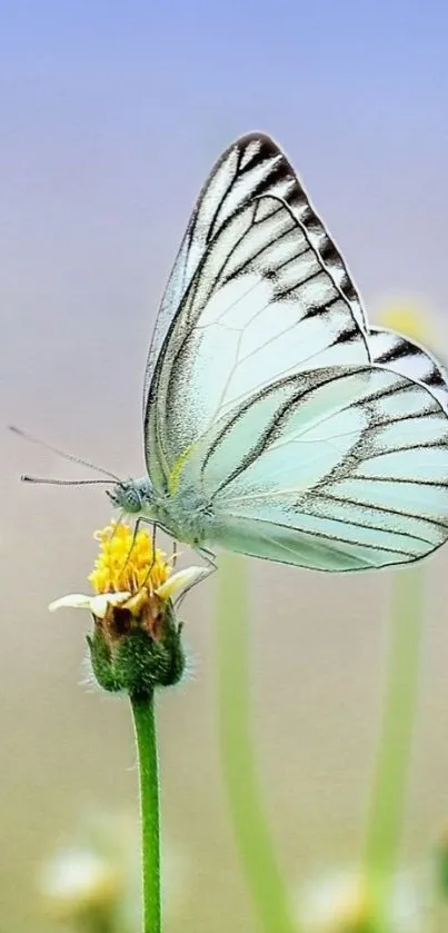 White butterfly perched on a yellow flower with a sky-blue background.