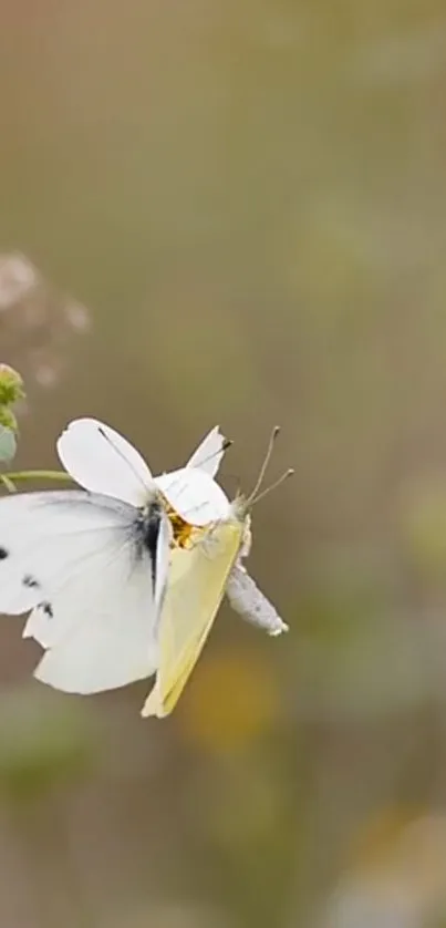 A graceful butterfly perched on a flower, displaying delicate white and yellow wings.