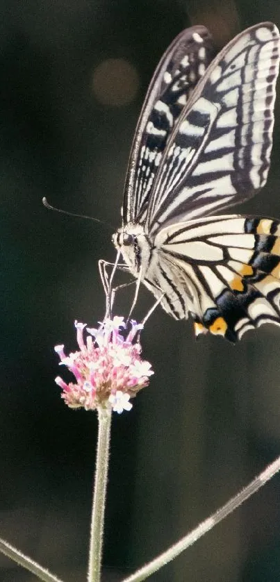Butterfly perched on a vibrant flower.