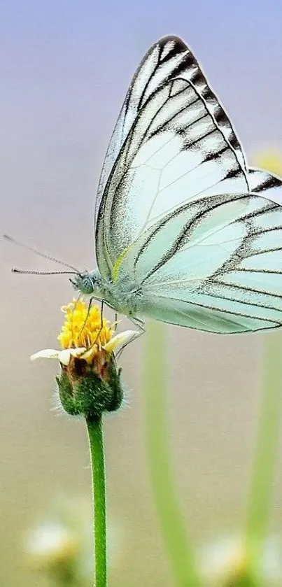 White butterfly resting on a flower, showcasing nature's elegance.