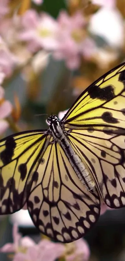 Close-up of a yellow butterfly on pink flowers.