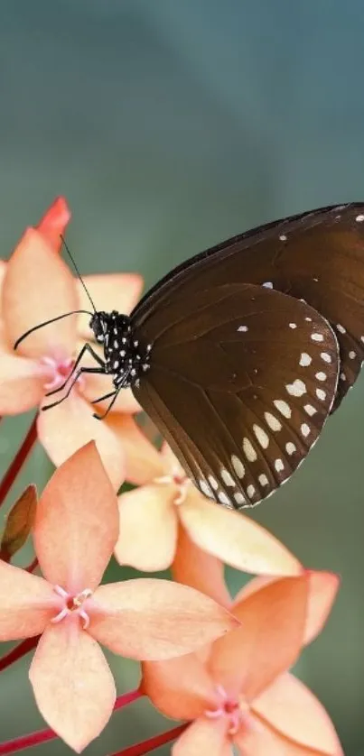 Brown butterfly on orange flowers mobile wallpaper