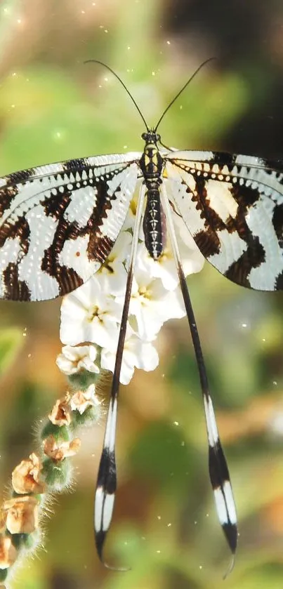 Elegant black and white butterfly on vibrant flowers.