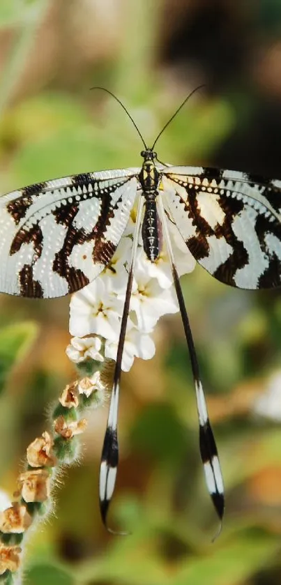 Zebra-patterned butterfly on white flowers.