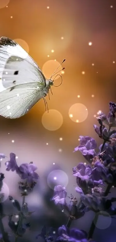 Elegant white butterfly on lavender flowers with soft purple background.