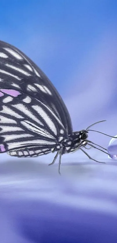 Butterfly with purple accents on a lavender flower.