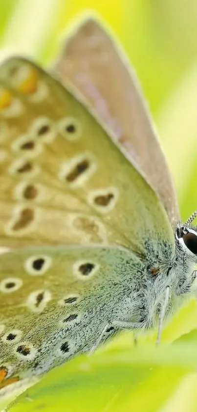 Close-up of a butterfly sitting on a green leaf with detailed wings.